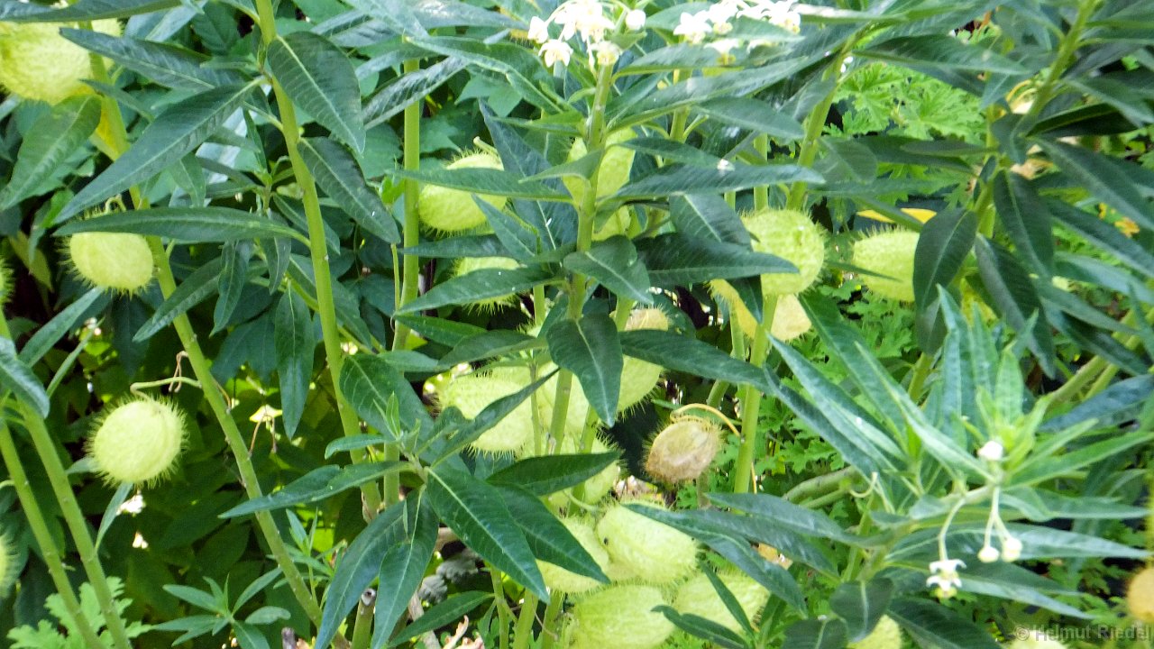 DSCF1909