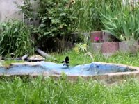 20160619 174319  "Bad Elster" - unser Goldfischteich (vor Sanierung)